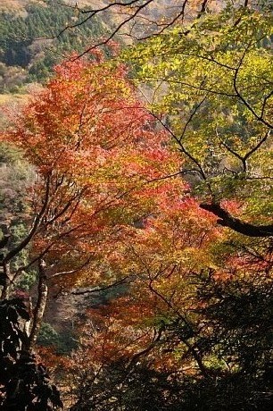 秋景写真